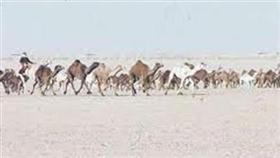 120 ذلولاً في سباق الهجن اليوم