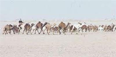 120 ذلولاً في سباق الهجن اليوم