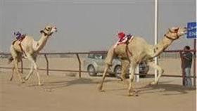 220 ذلولاً في سباق الهجن
