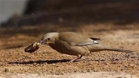 طائر مهاجر