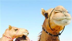 تفوق إماراتي في بطولة الهجن