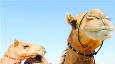 تفوق إماراتي في بطولة الهجن