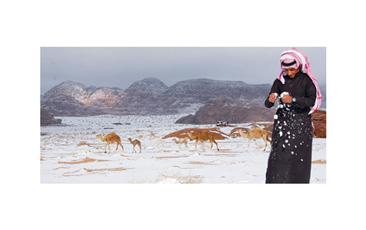 مواطن سعودي في الصحراء والجمال من خلفه.. ويعبث بالثلوج التي هطلت على المملكة (رويترز)