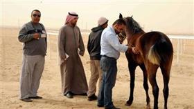 صقور الامارات تطير بالجوائز في مهرجان الموروث الشعبي