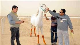 صقور الامارات تطير بالجوائز في مهرجان الموروث الشعبي