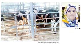 نبيلة العلي: نتوقع تربية 46500 رأس في مشروع كبد لتربية وتسمين العجول