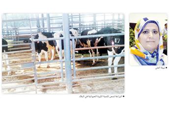 نبيلة العلي: نتوقع تربية 46500 رأس في مشروع كبد لتربية وتسمين العجول