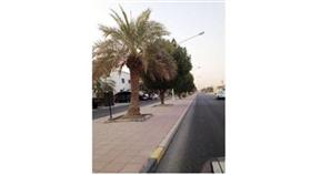 اهتمام كبير بزراعة الأشجار في قرطبة