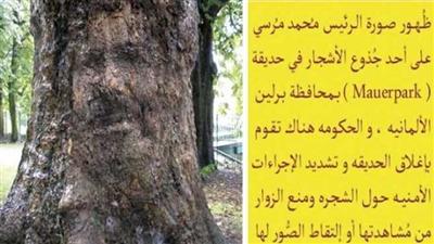 «فيديو» شجرة ألمانية تنضم للإخوان.. مشاهدها يفقد النطق ويخر ساجداً