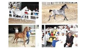 بيع 11 جواداً بـ45 ألف دينار في «بيت العرب»