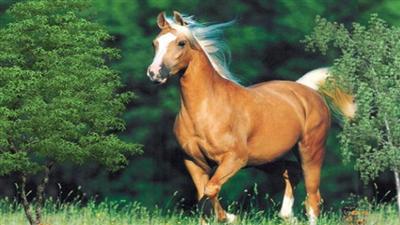 بطولة «جمال الخيل».. تنطلق اليوم