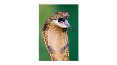 لدغة
