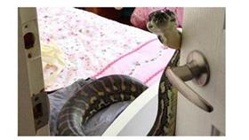 بالصور/ ثعبان ضخم يفاجئ أسرة بخروجه من «لمبة حمام»!