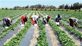 زخم كبير للاستثمار في القطاع الزراعي