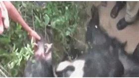 بالفيديو.. دب يمزق رجلا ويجرح آخر في معركة استمرت ساعات بغابات الهند