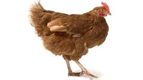 بالصور/ «الدجاجة أولا أم البيضة؟».. علماء يحلون الـ «لغز»