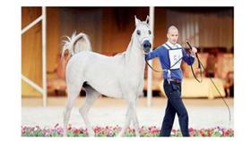 جانب من بطولة الكويت الثالثة لجمال الخيل العربية