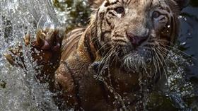 صور خاصّة لنمر بنغالي
