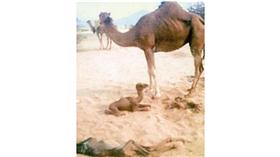 صورة - في حالة نادرة .. ناقة تلد بكرة وحواراً