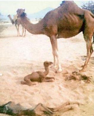صورة - في حالة نادرة .. ناقة تلد بكرة وحواراً