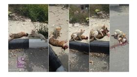 بالصور ...قط يبكي رفيقاً له بعد تعرضه لحادث دهس