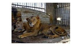 نقل اسدين من غزة الى الاردن لعجز صاحبهما عن رعايتهما