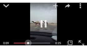 فيديو - راعٍٍ يستخدم سلاحا لتأمين عبور إبله