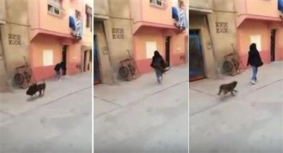 فيديو - شاب يحرّض كلب على اختطاف حقيبة فتاة