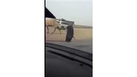 بالفيديو - صاحب إبل يوقف سيارات الناس بالسلاح حتى تتمكن من عبور الطريق