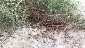 السعودية.. صورة الطفلة «ريم» التي ذُبحت بالأحساء