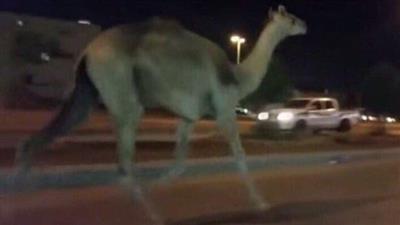 صورة- «بعير» يقاطع مقر مرشح بـ «الخامسة»