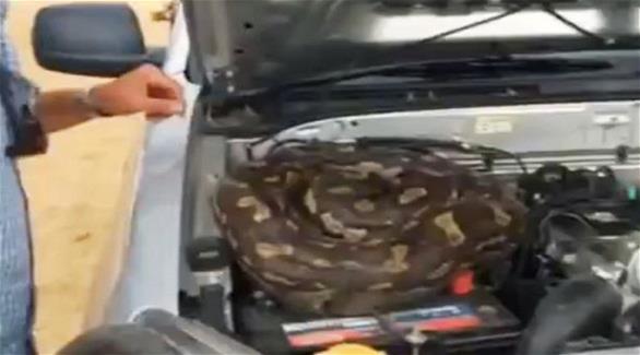 بالفيديو رجل يعثر على ثعبان رهيب تحت غطاء محرك سيارته