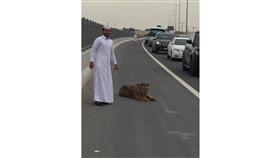 بالفيديو - «نمر» يتجول بين السيارات في قطر !