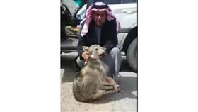 بالفيديو- سعودي يقتل ذئباً تسلل إلى مزرعته