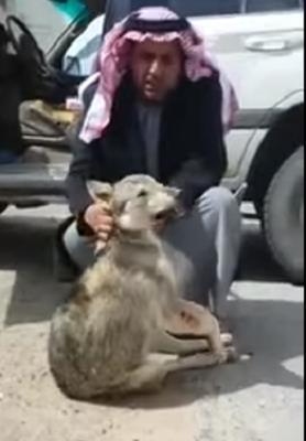 بالفيديو- سعودي يقتل ذئباً تسلل إلى مزرعته
