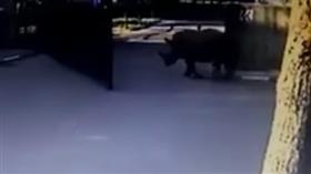 لقطة من الفيديو
