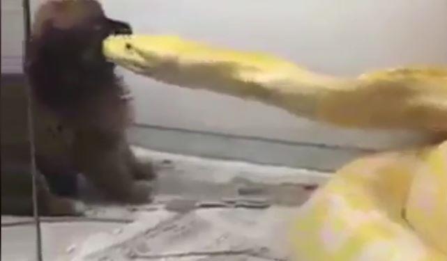 بالفيديو مشهد مروع رجل يطعم جروه لـ ثعبان ضخم