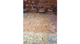 «الجمارك»: ضبط حبوب مخدرة في تجويف «قصب السكر»