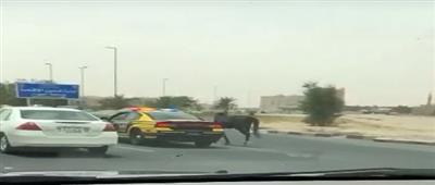 دوريات النجدة تلاحق «حصاناً تائهاً» في أحد الشوارع بمنطقة «الجهراء»