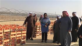 «الصبيح»: البترول الوطنية وافقت على توزيع الديزل للمزارعين المنتجين من مقرات الاتحاد بالمناطق الزراعية