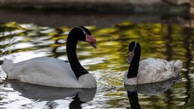 حديقة الحيوان الكبرى.. إضافة لقطاع السياحة