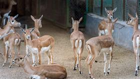 حديقة الحيوان الكبرى.. إضافة لقطاع السياحة