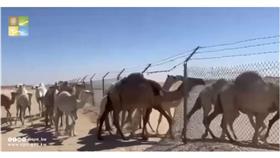 هيئة البيئة تقوم بحملة تفتيشية في محمية أم قدير
