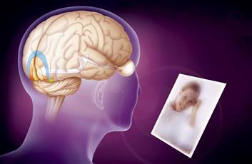 اكتشاف «الجزيء» المسؤول عن الذاكرة طويلة الأمد في الدماغ