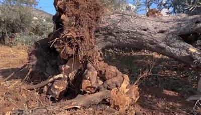 الاحتلال يقتلع 49 ألف شجرة بالضفة الغربية