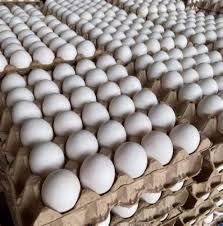 5 إجراءات من «التجارة» في أزمة البيض