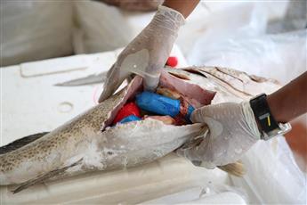 قانون «مكافحة المخدرات» يدخل حيز التنفيذ غدًا