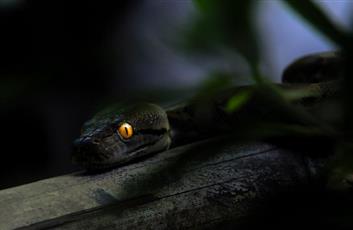 ابتكار صيني مستوحى من الثعابين قد يحدث ثورة في كاميرات الهواتف