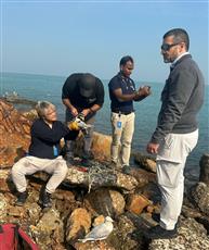 البيئة: رصد مخالفة بيئية لصيد جائر استهدف 17 طائر نورس