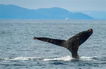 دراسة تكشف قدرة الحيتان على سماع الأصوات منخفضة وعالية التردد من مسافة بعيدة